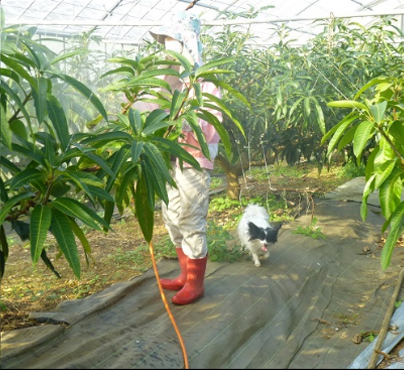 施肥・EM液散布の様子