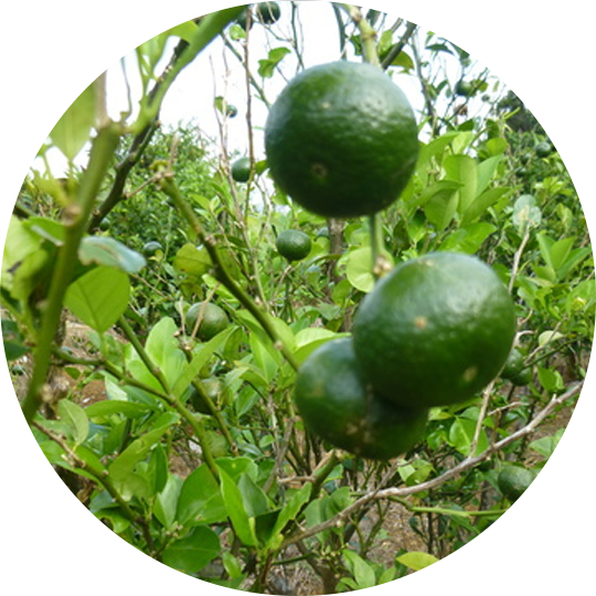 シークヮーサー