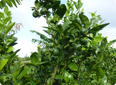 シークヮーサーの木