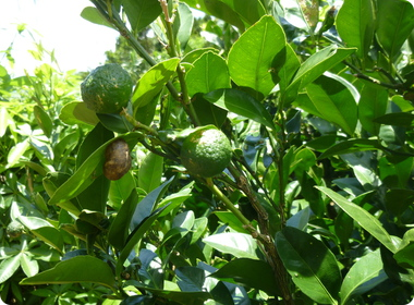 実ってまもなく