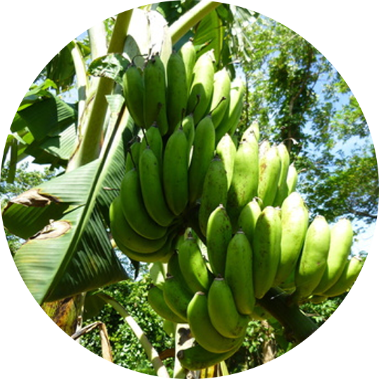 島バナナ
