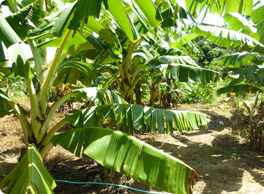 バナナ畑の様子