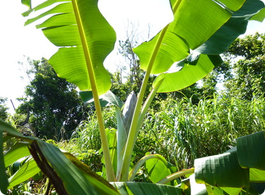 先端から花が出てきました