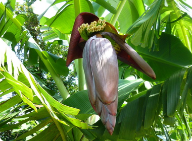 花が開き始めました