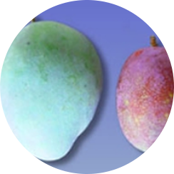 アップルマンゴー比較