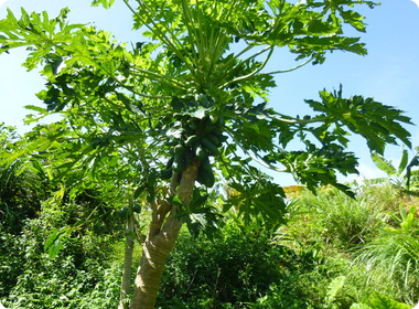 大きく育ったパパイヤの木