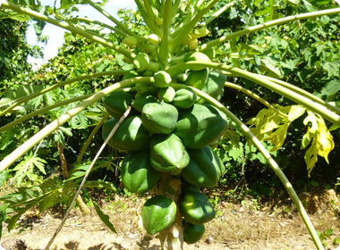 背が低い木でも立派な実をつけます