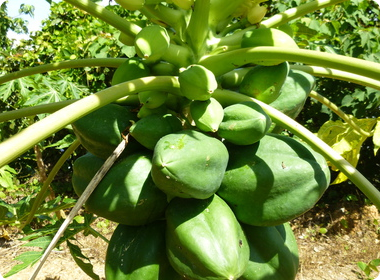 そろそろ収穫です