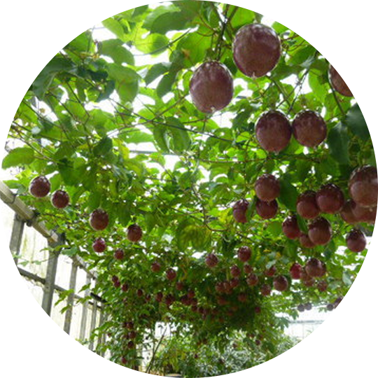 パッションフルーツ