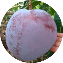 キーツマンゴー亜種